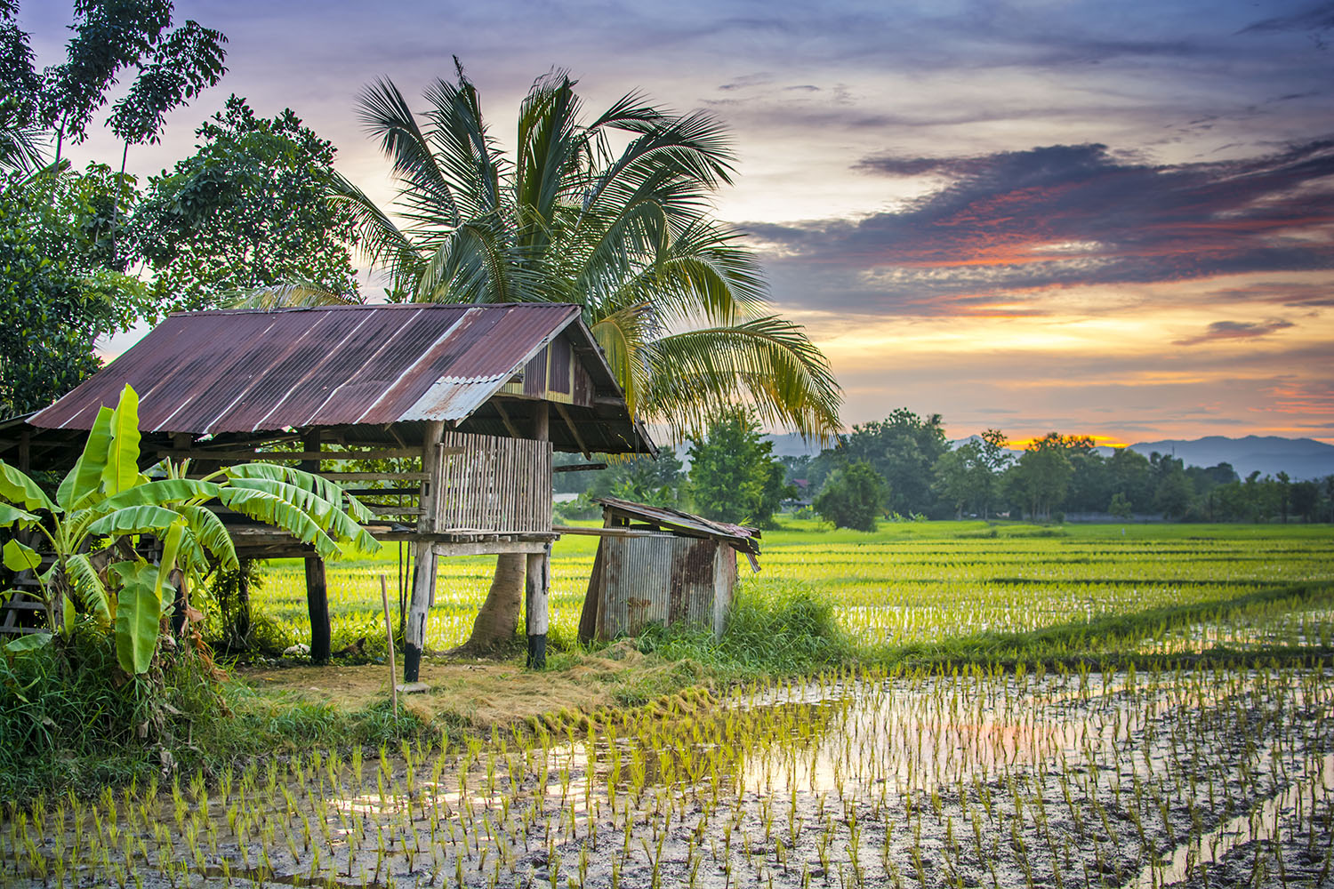 Risaie e una capanna nella campagna thailandese