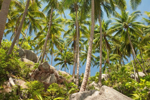 Un fitto boschetto di palme da cocco sopra le rocce, in Thailandia