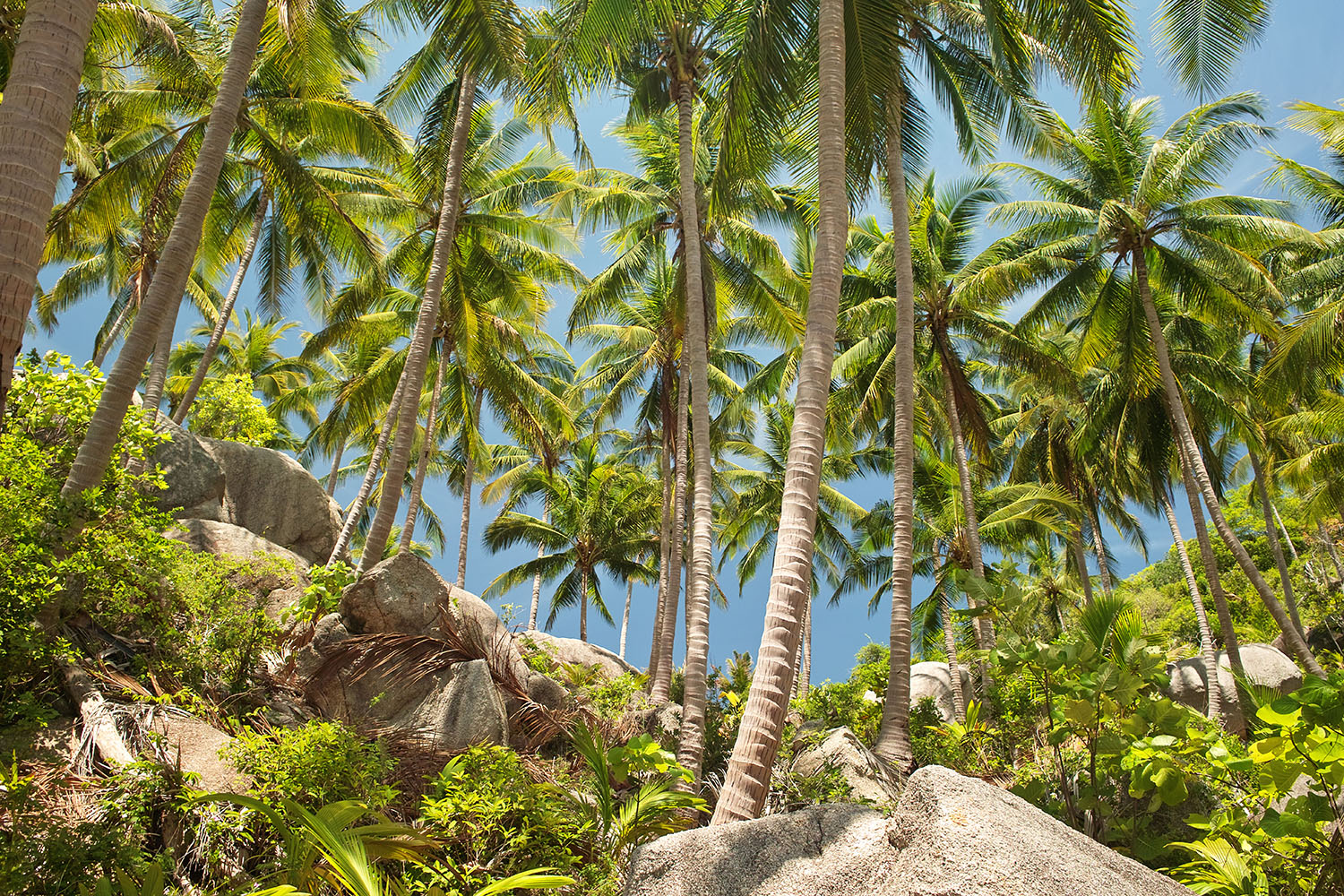 Un fitto boschetto di palme da cocco sopra le rocce, in Thailandia