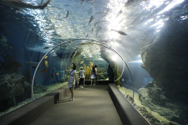 Il tunnel sottomarino dell'acquario di Bangkok