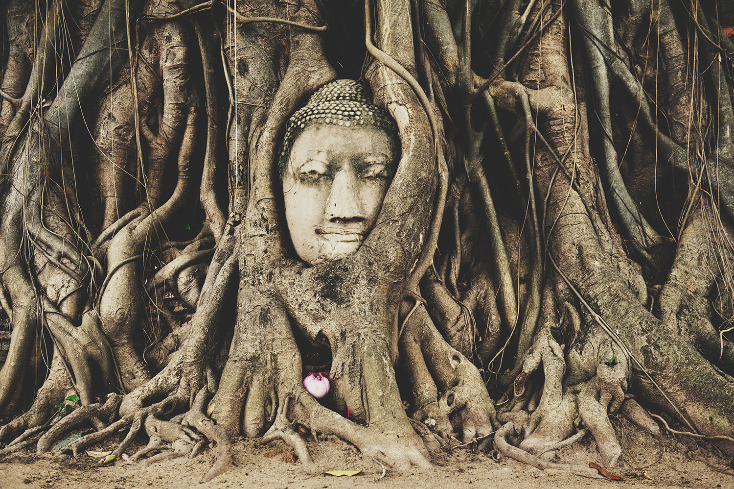 I Buddha di Sukhothai