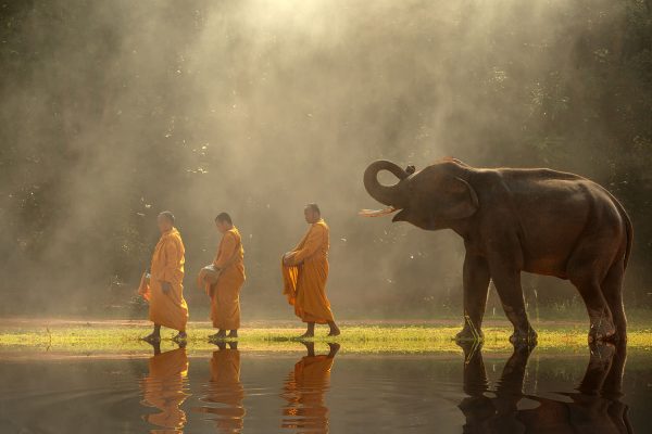 Monaci e un elefante nella foschia del mattino in Thailandia