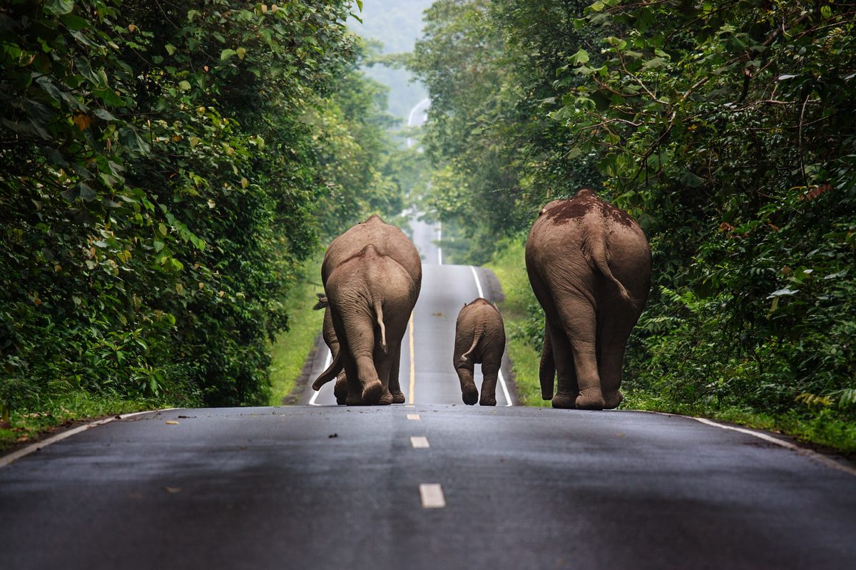Un elefante selvatico sulla strada del parco di Khao Yai