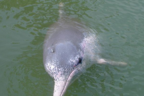 Un delfino rosa al largo di Khanom