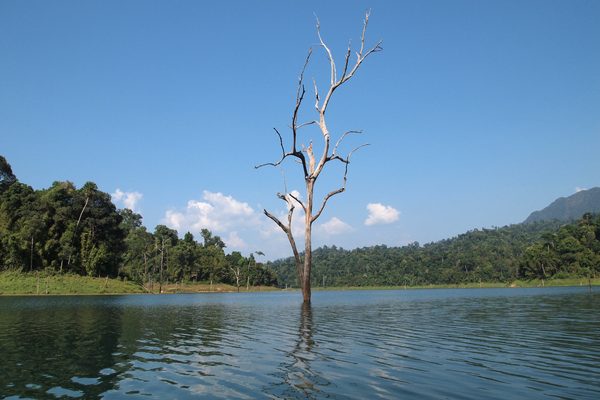 Un albero secco solitario nelle acque del lago Cheow Lan, a Khao Sok