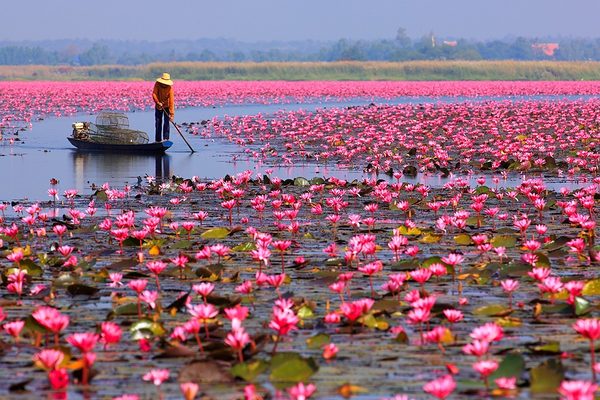 La distesa di fiori rosa sul lago di Kumphawapi all'alba
