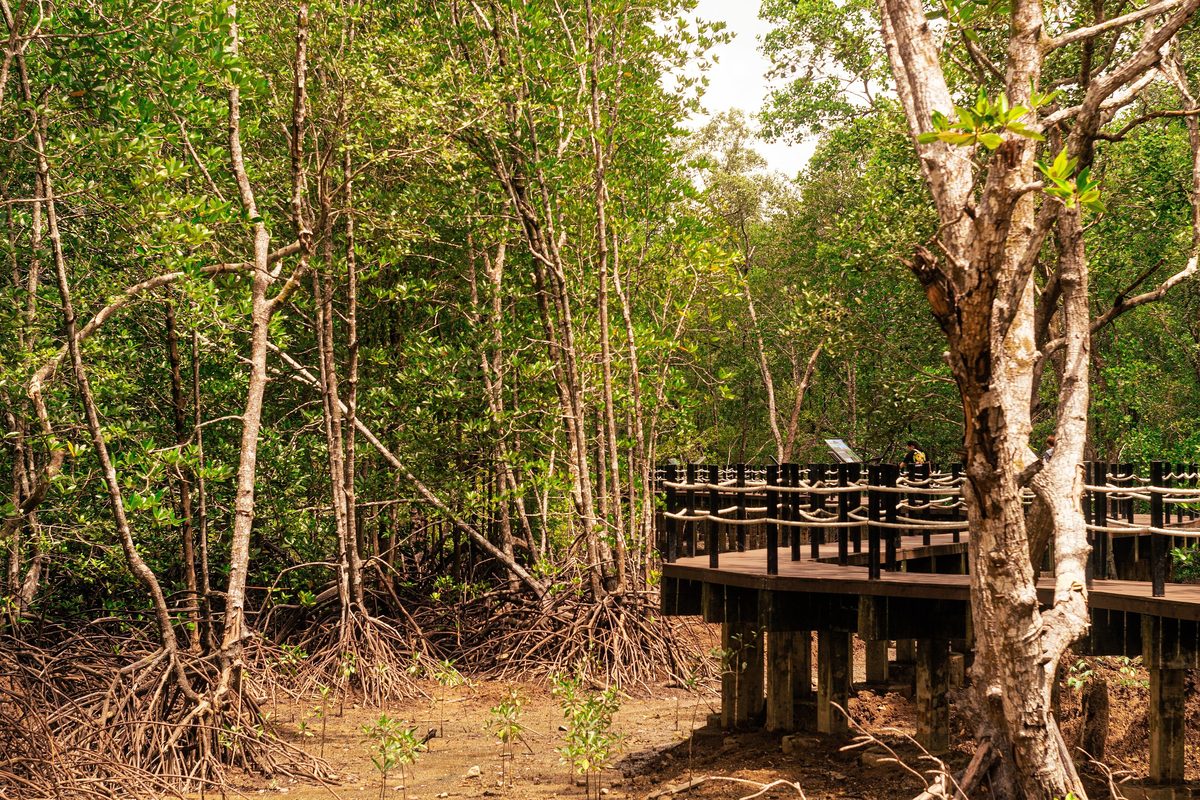 La passerella di legno nella foresta di mangrovie di Ngao