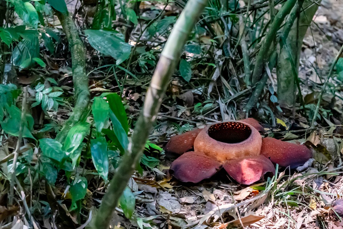 Il fiore rosso della rafflesia sul terreno della foresta